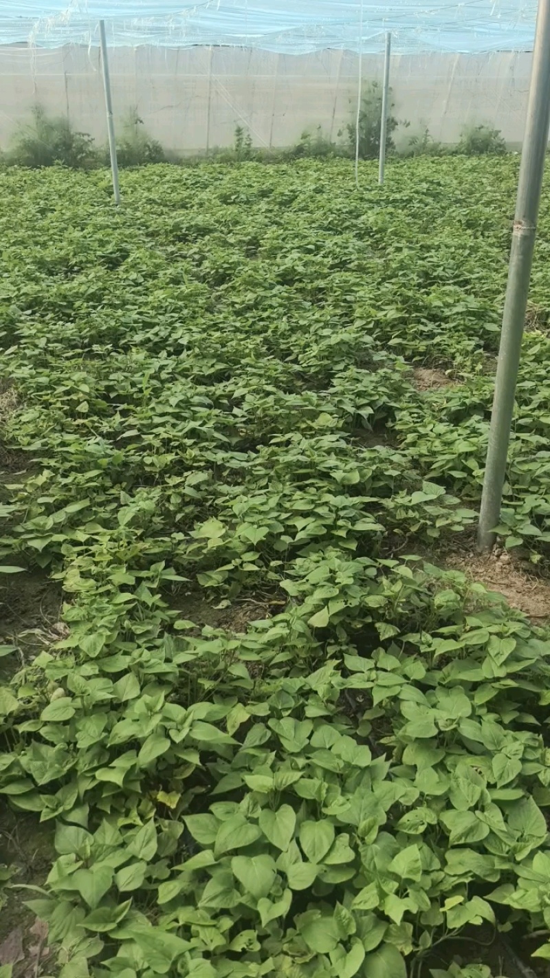 脱毒穴盘扩繁红薯苗，品种齐全、有西瓜红红瑶丝滑榴莲蜜薯