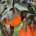甜橙脐橙纽荷尔上市果园直供量大优惠诚信经营欢迎咨询