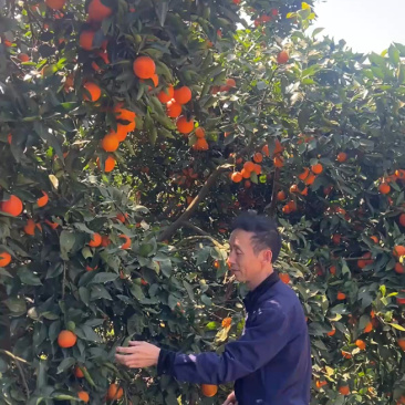 重庆万州玫瑰香血橙