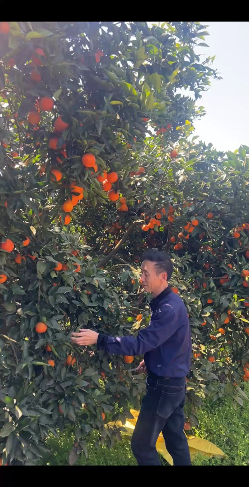 重庆万州玫瑰香血橙