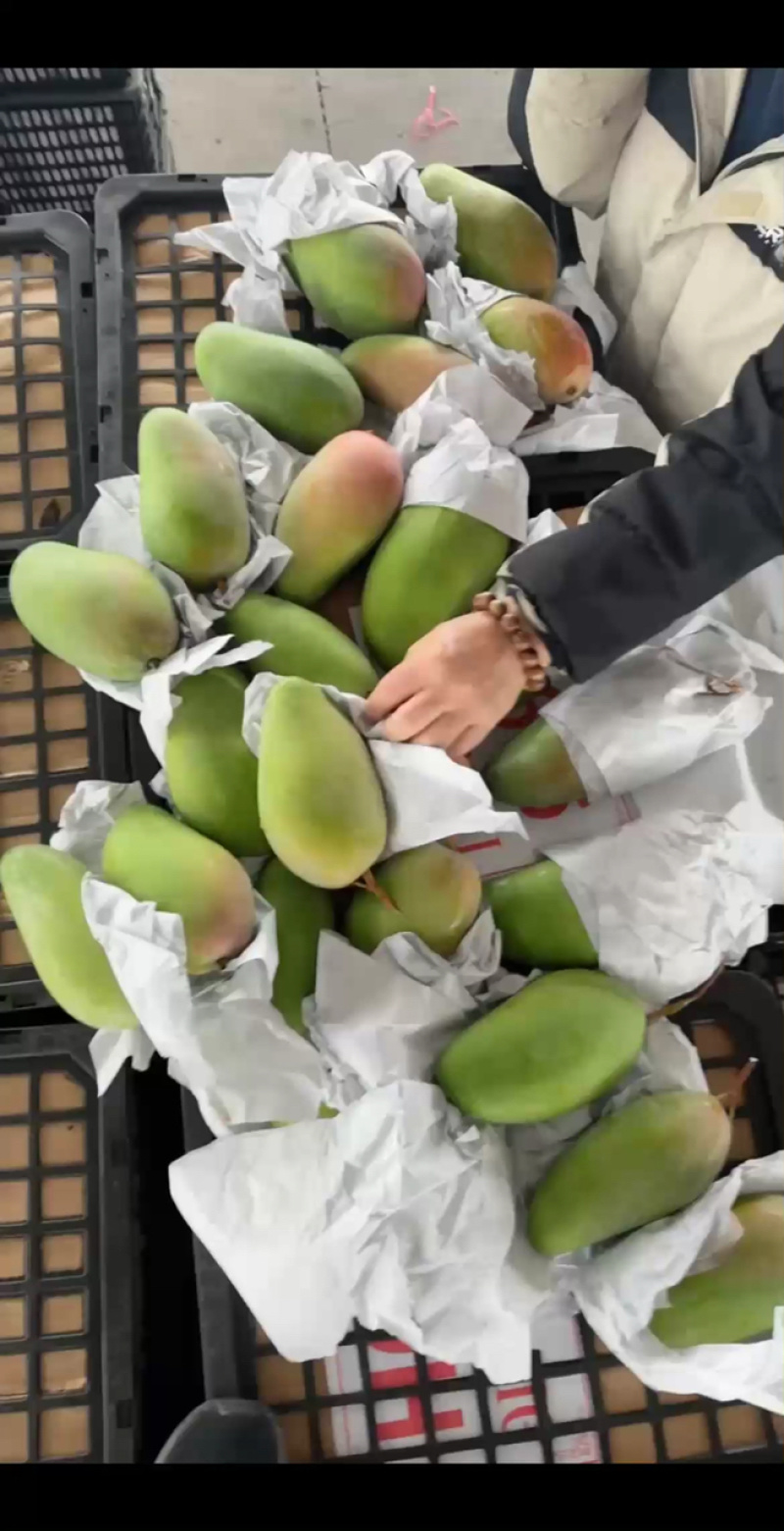 大青白金到货，老板速来验货！