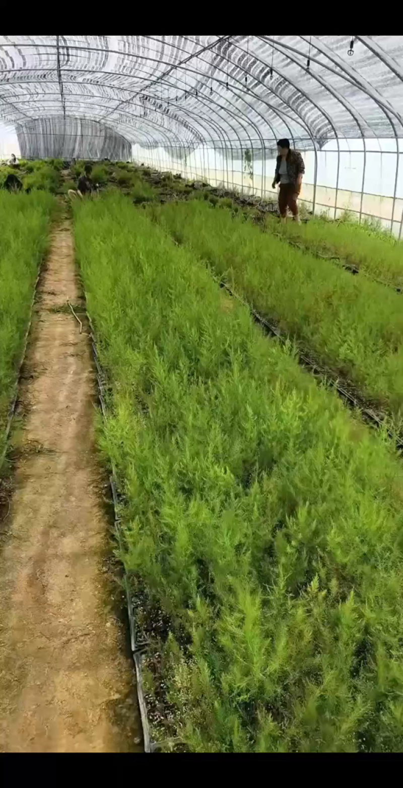 杂交一代芦笋苗易管理好种植生长迅速回报快经济价值高