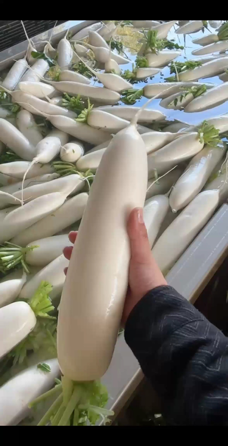 纯白货品，规格适中，整体效果不错。