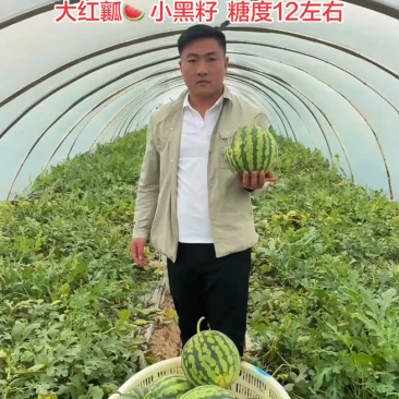 精品雷州美都西瓜头茬二茬有籽美都个头均匀糖度高大棚种植