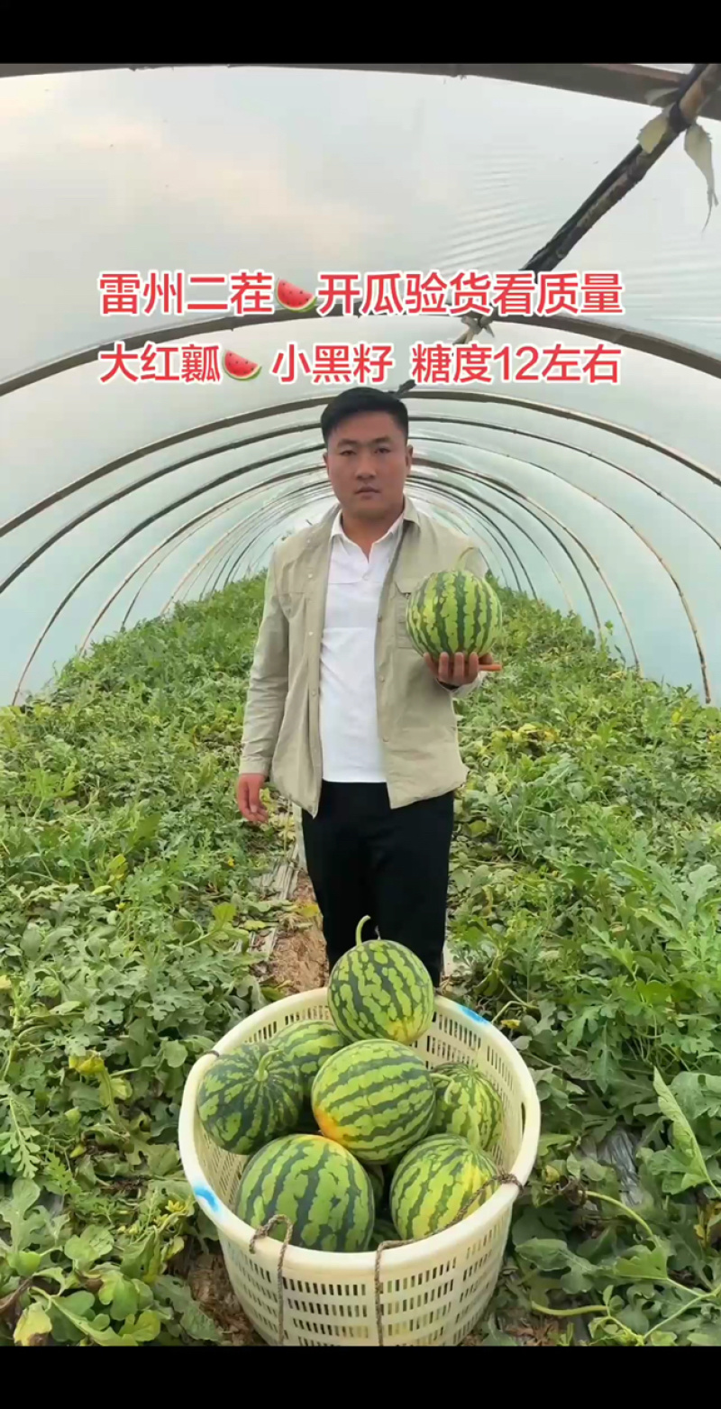 精品雷州美都西瓜头茬二茬有籽美都个头均匀糖度高大棚种植
