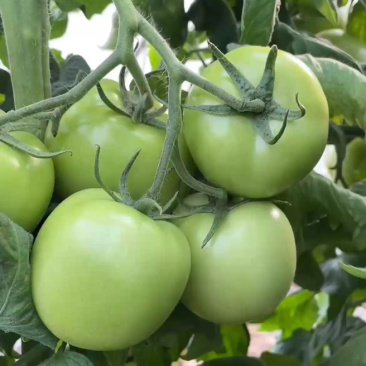 西红柿种子盛夏六号抗TY好吃大果硬粉番茄种籽耐裂大田大棚