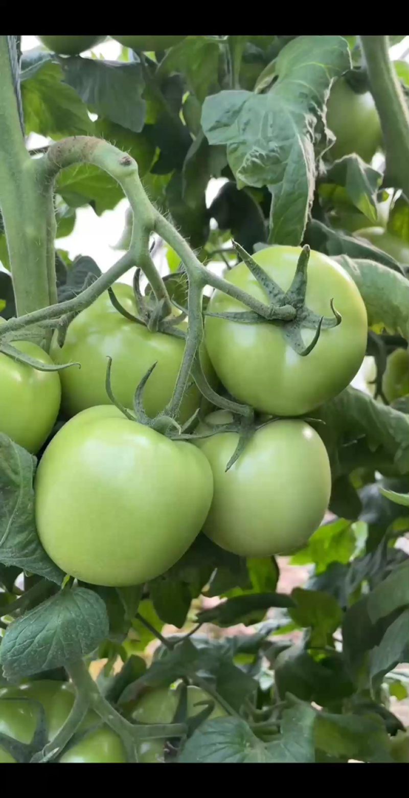 西红柿种子盛夏六号抗TY好吃大果硬粉番茄种籽耐裂大田大棚
