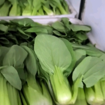 【上海青】山东精品小油菜大量供应可对接商超，食品厂。脱水