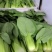 【上海青】山东精品小油菜大量供应可对接商超，食品厂。脱水