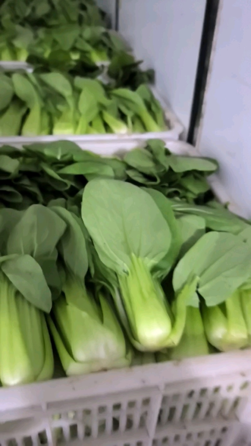 【上海青】山东精品小油菜大量供应可对接商超，食品厂。脱水