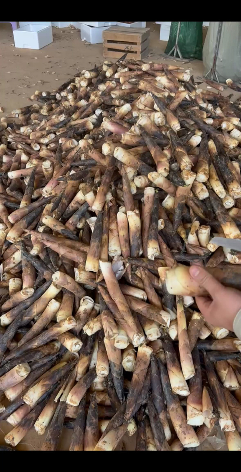 嫩春笋皮薄肉多，产地一手白菜价