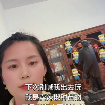 金贵宏辣椒苗，亩产5000斤，10元/斤！
