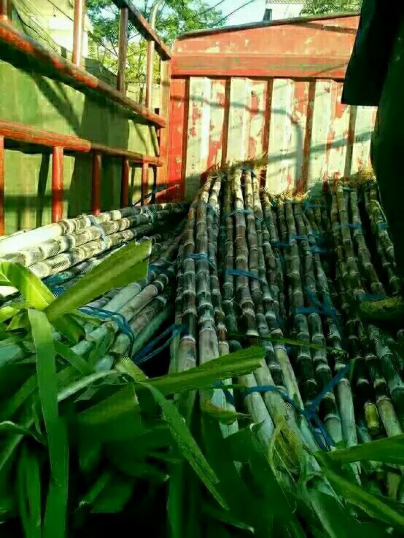 24年甘蔗大量上市，质量好，需要新老客户联系