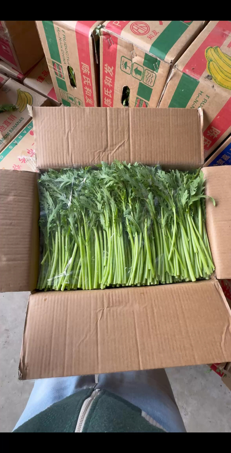 江苏淮安茼蒿蒿子秆小叶茼蒿货源充足供全国商超
