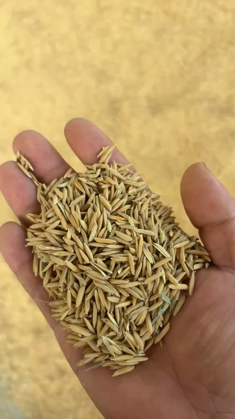 稻谷优质稻谷