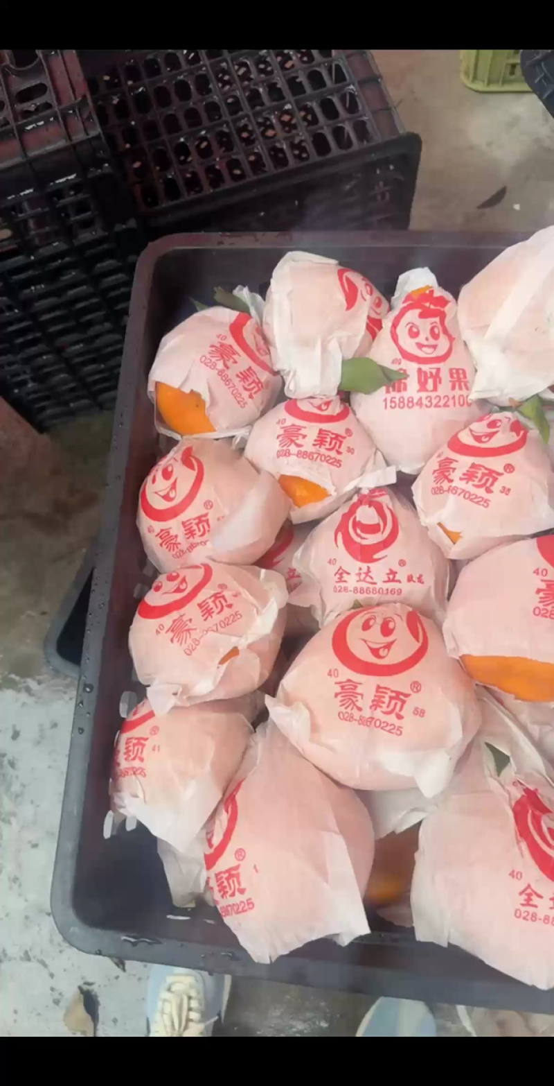 浦江县丑橘春见耙耙柑大量上市果园现摘现发无籽酸甜放心购买