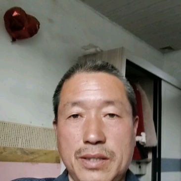 山东冠县速生杨107/108杨树苗育苗基地直发