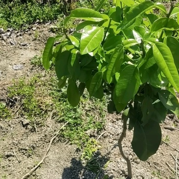 福建平和红❤️柚，供应链，电商**，一件代发，