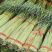 纯鲜薹，粗细适中，长度60-70公分，随行就市，大量走货