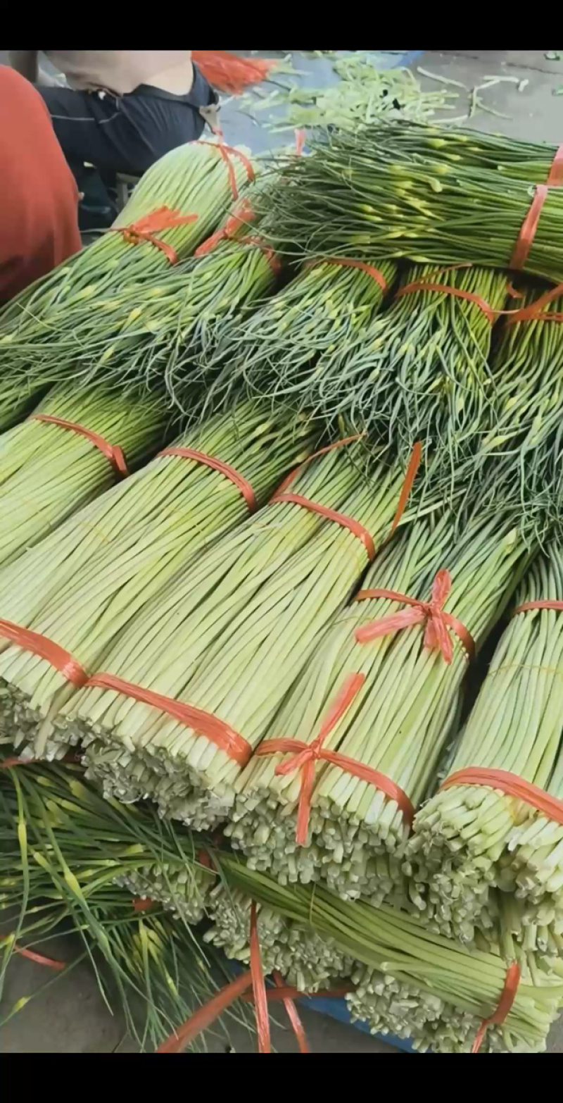纯鲜薹，粗细适中，长度60-70公分，随行就市，大量走货