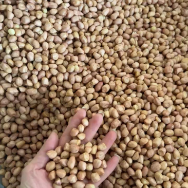 【热卖花生米】白沙系列花生米，规格齐全，来电优惠