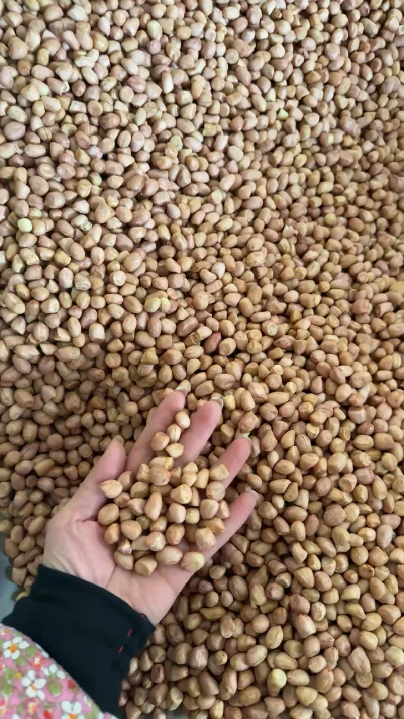 【热卖花生米】白沙系列花生米，规格齐全，来电优惠