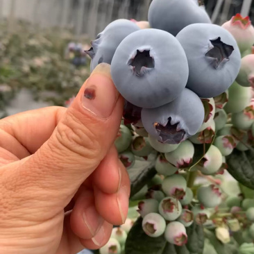云南花香蓝莓L25山东L11F6蓝莓口感脆甜多汁