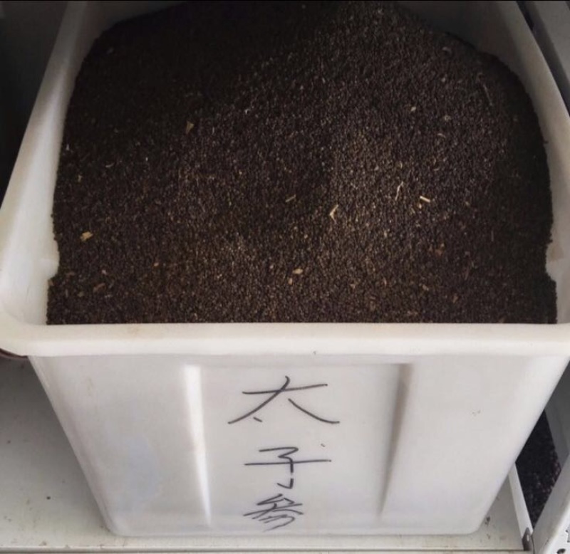 太子参种子