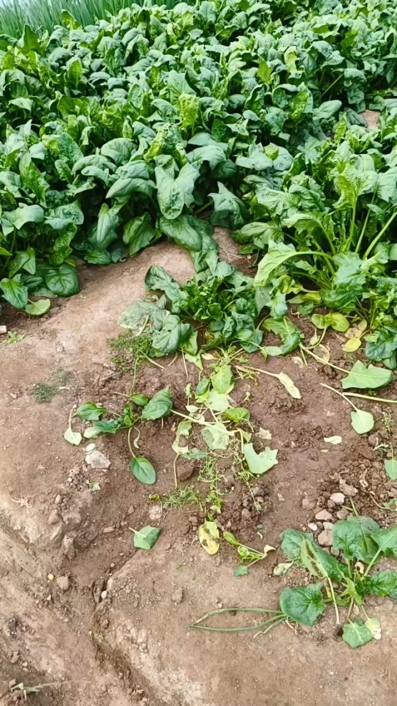 当地大菠菜口感好质量杠杠的，***********联系我