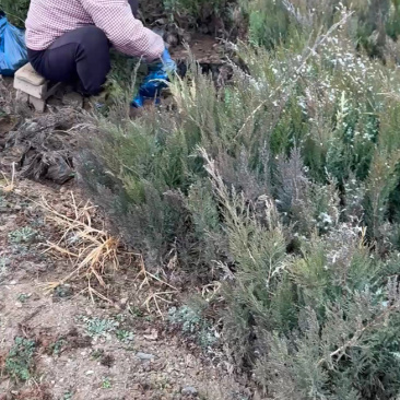 盆装沙地柏大量防风固沙矿区覆盖小苗圆柏石山回绿营养杯苗