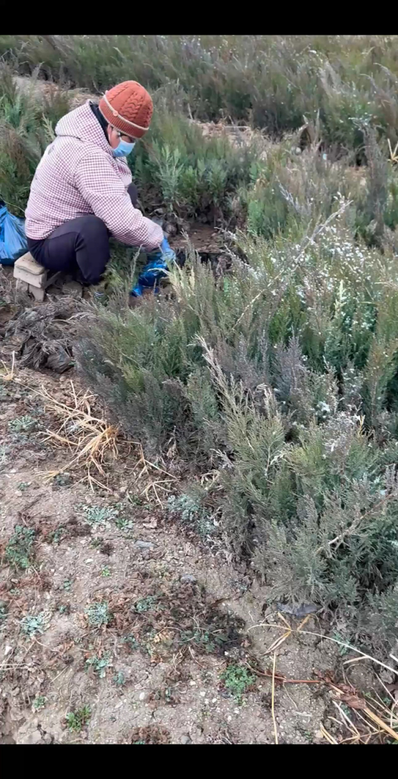 盆装沙地柏大量防风固沙矿区覆盖小苗圆柏石山回绿营养杯苗
