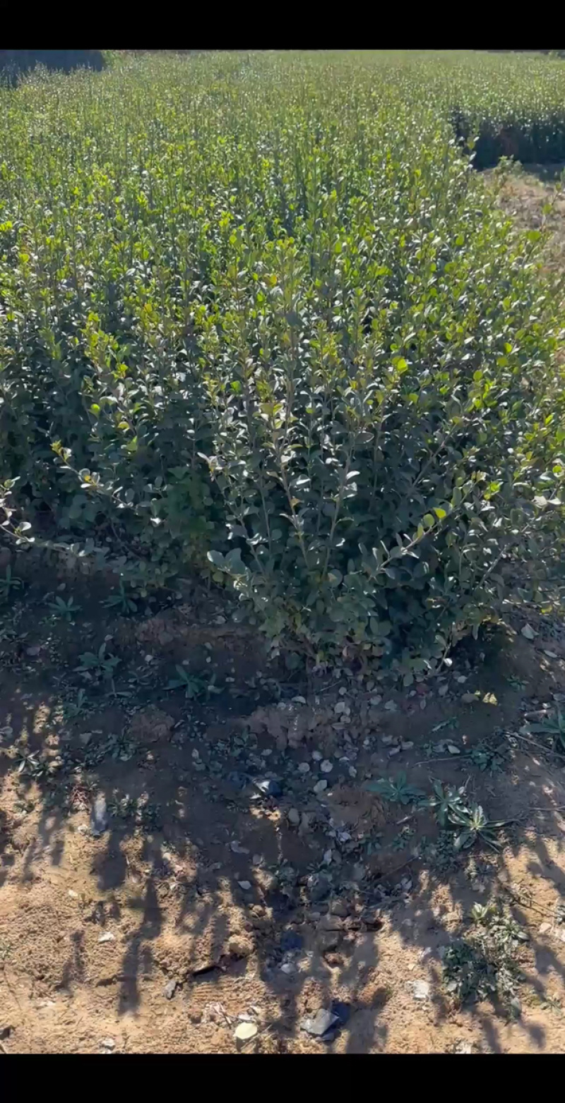 卫矛杯苗小苗绿篱东北胶东卫矛万年青冬青大量灌木