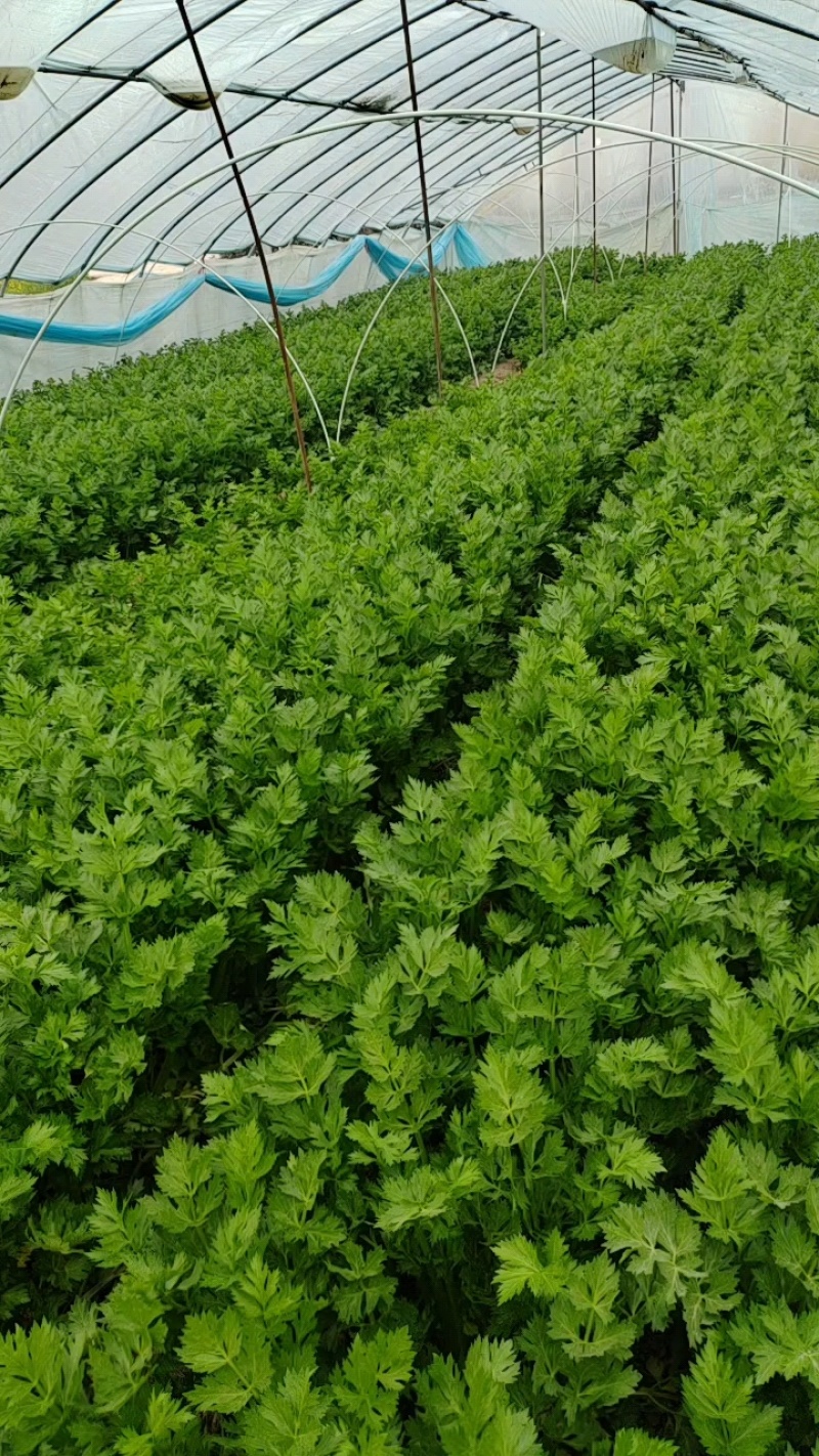 西芹