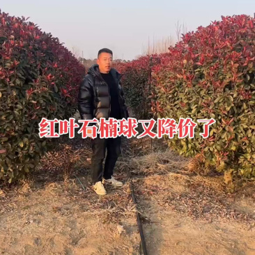 潼阳镇基地红叶石楠球，80-2米9规格，保质保量价格便宜