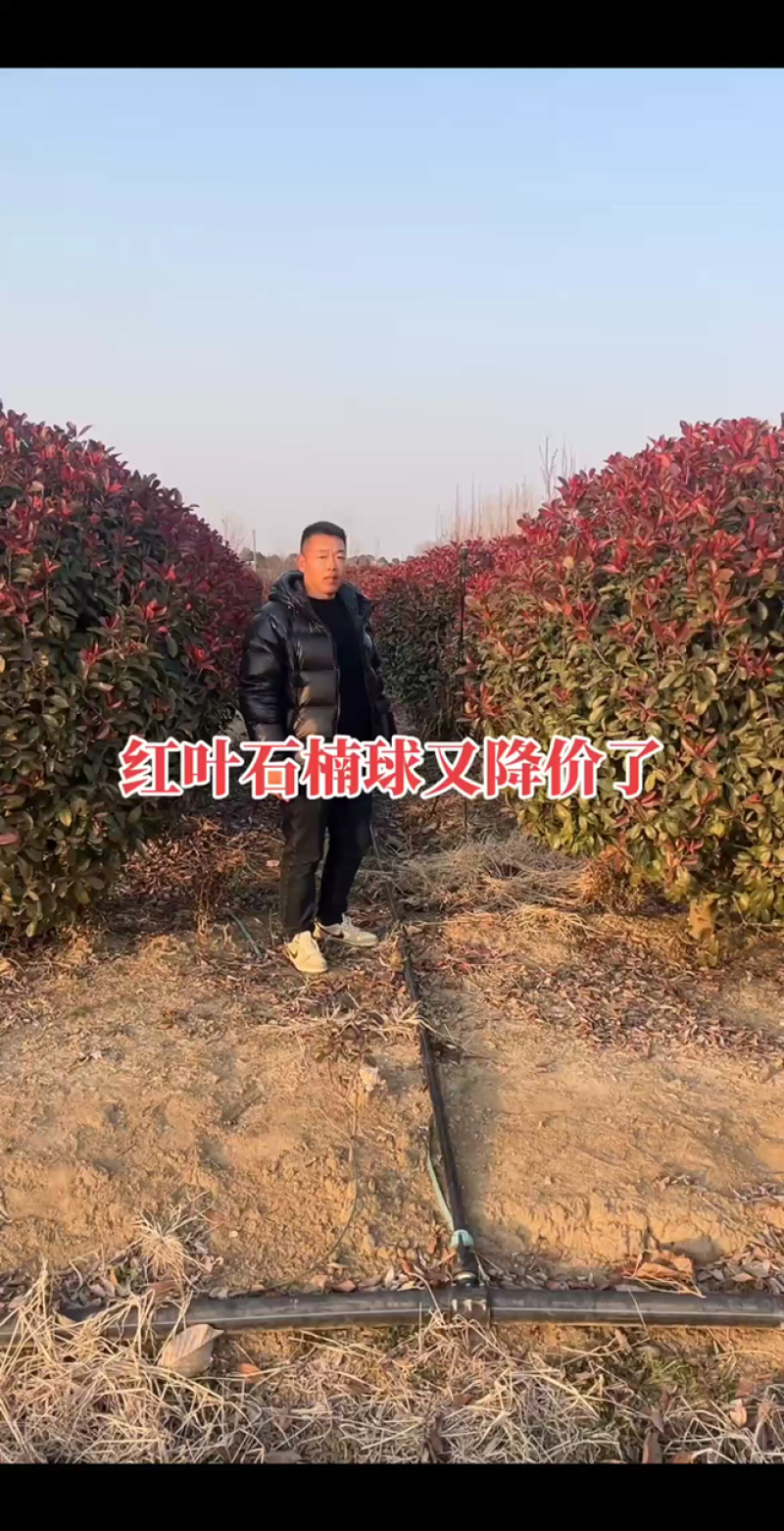 潼阳镇基地红叶石楠球，80-2米9规格，保质保量价格便宜