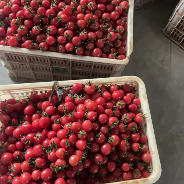 山东聊城小番茄3元起，产地直供可参观