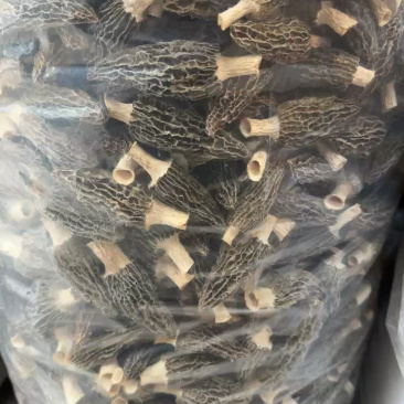 湖北襄阳南漳高山羊肚菌对接全国批发老板欢迎联系