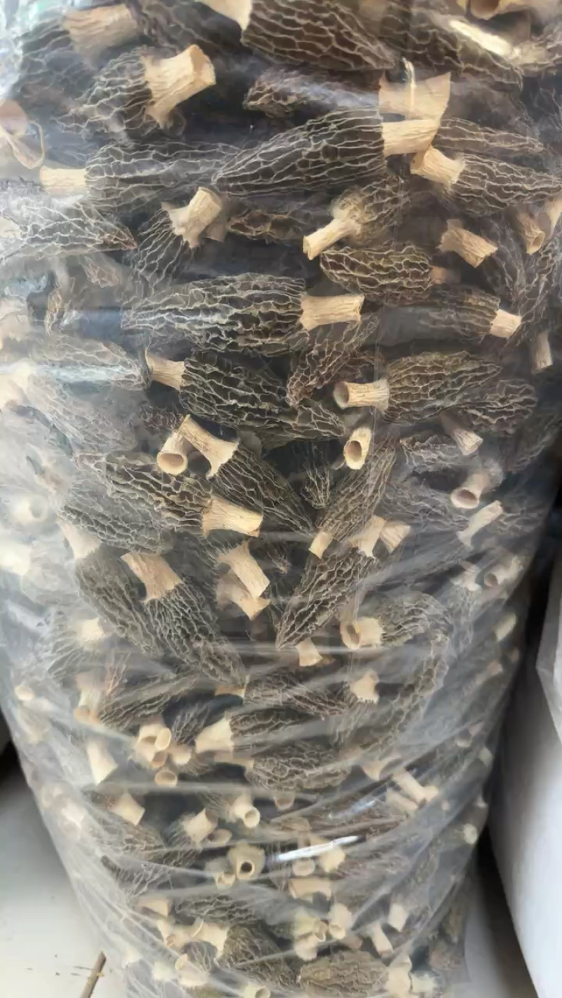 湖北襄阳南漳高山羊肚菌对接全国批发老板欢迎联系