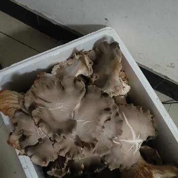 【优质推荐】河南濮阳灵芝菇大量上市，保质保量，欢迎咨询