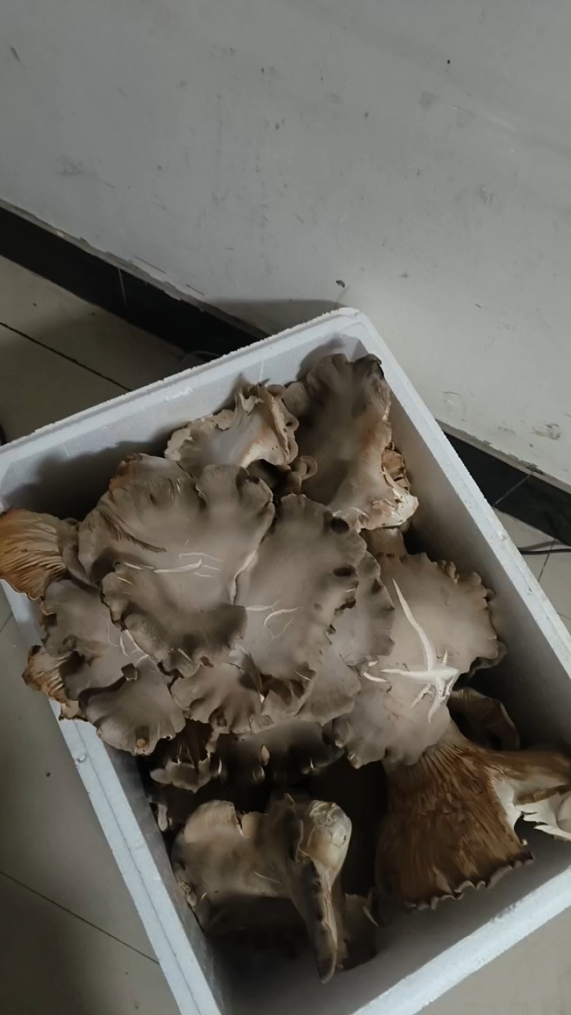 【优质推荐】河南濮阳灵芝菇大量上市，保质保量，欢迎咨询