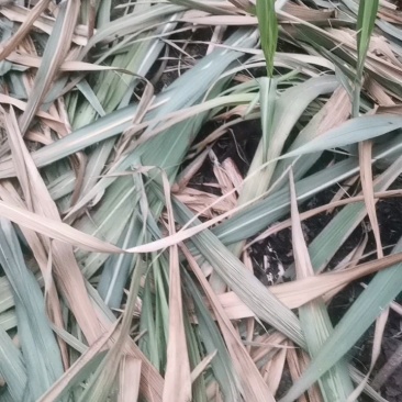 四川【青皮甘蔗】水果甘蔗，自产自销，大量上市中，欢迎采购