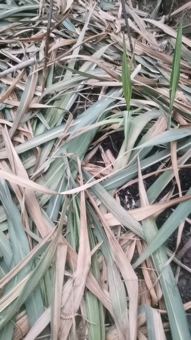四川【青皮甘蔗】水果甘蔗，自产自销，大量上市中，欢迎采购
