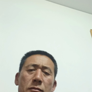 大量供应优质甘蓝牛心甘蓝品质保证