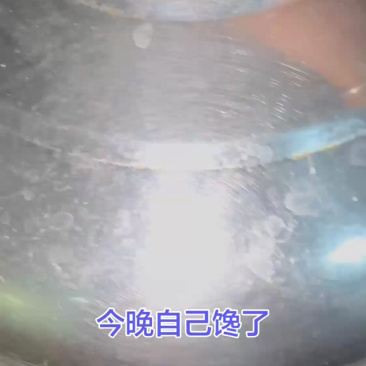 五彩玉米糯甜香带皮高温蒸熟冷冻锁鲜