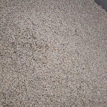 中科发五，稻花香六号水稻或大米