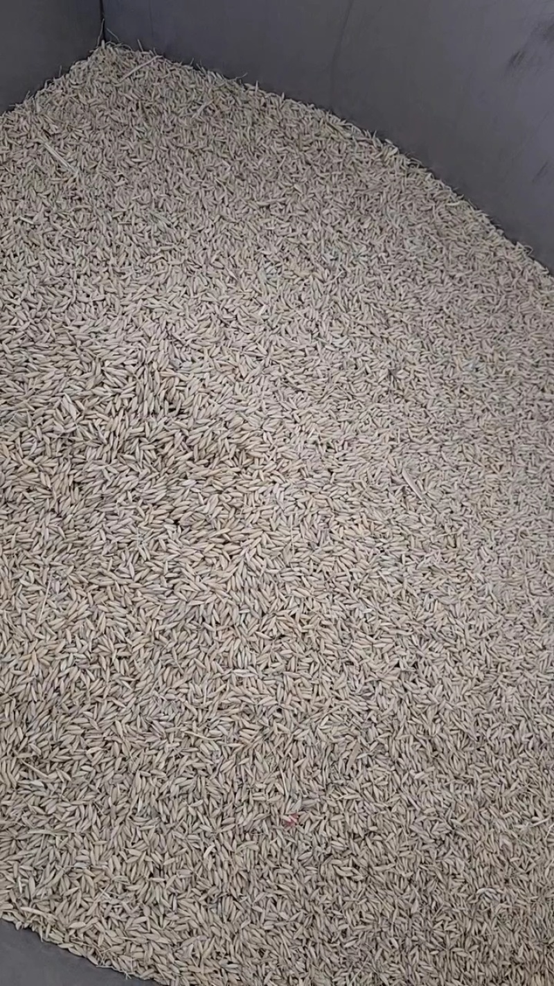 中科发五，稻花香六号水稻或大米