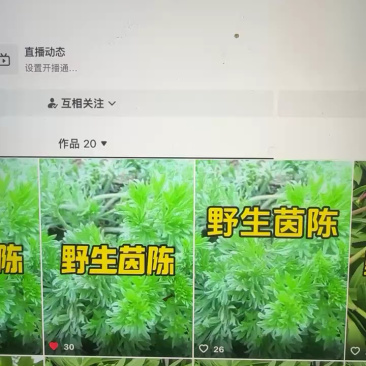 山东野生茵陈，11元/斤产地直供