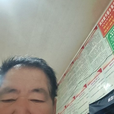 干桑叶