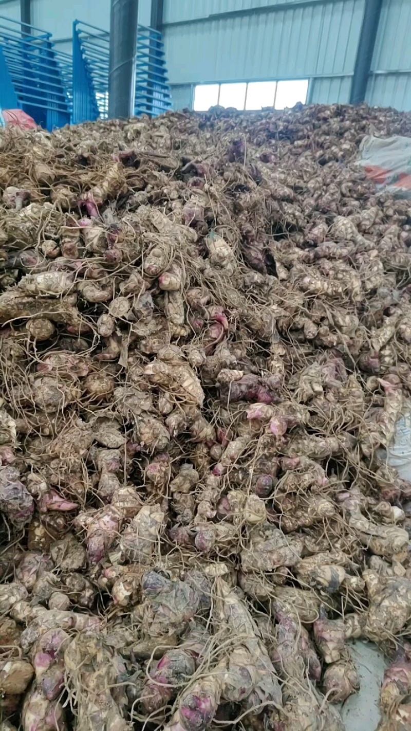 云南芭蕉芋