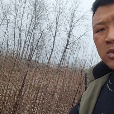 山东鲁丽苹果苗、月香（货源充足量大从优）现挖现发，质量好